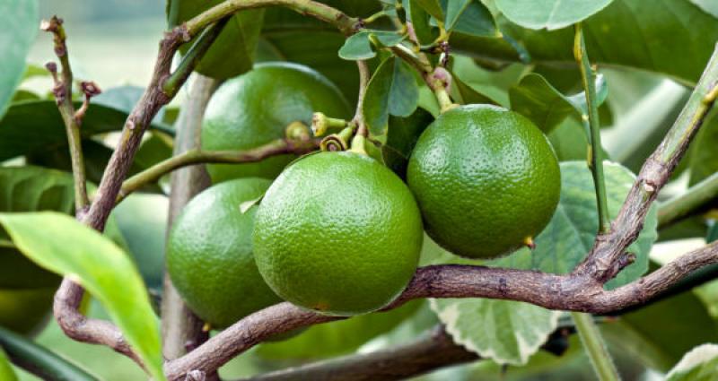 Fruit and leaves from bergamont