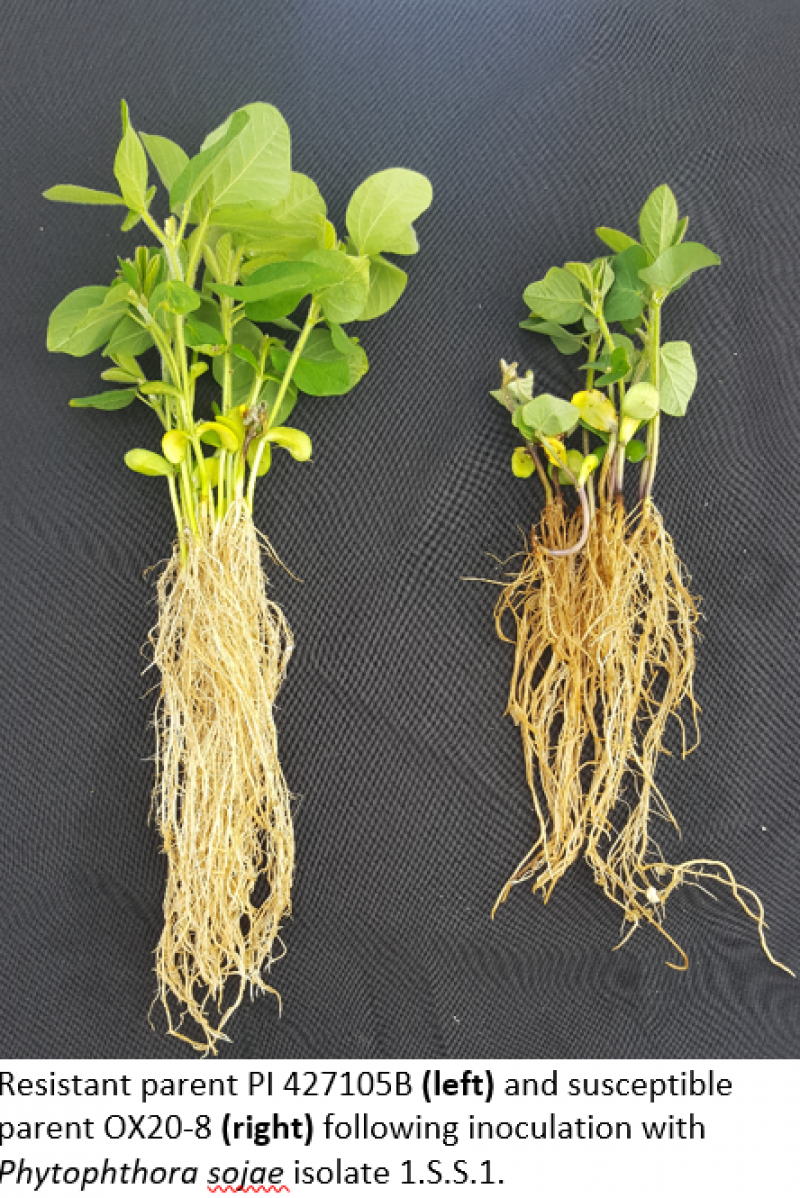 Resistant parent PI 427105B (left) and susceptible parent OX20-8 (right) following inoculation with Phytophthora sojae isolate 1.S.S.1.
