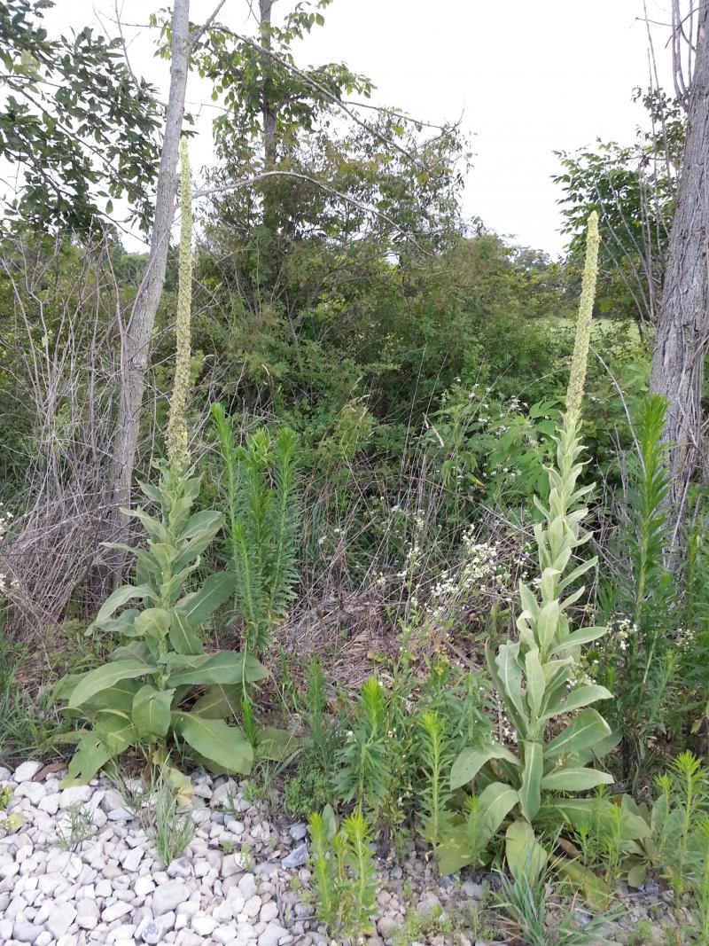 Common mullein plants