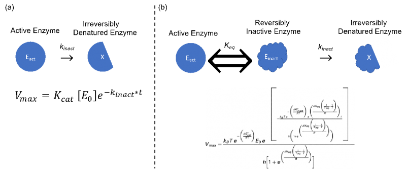Comparison between the Classical Model and the Equilibrium Model