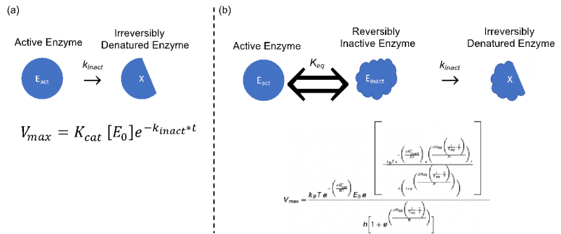 denatured enzyme diagram