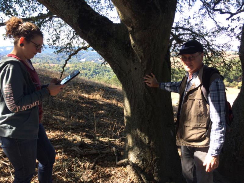 Katie working with coastal live oak