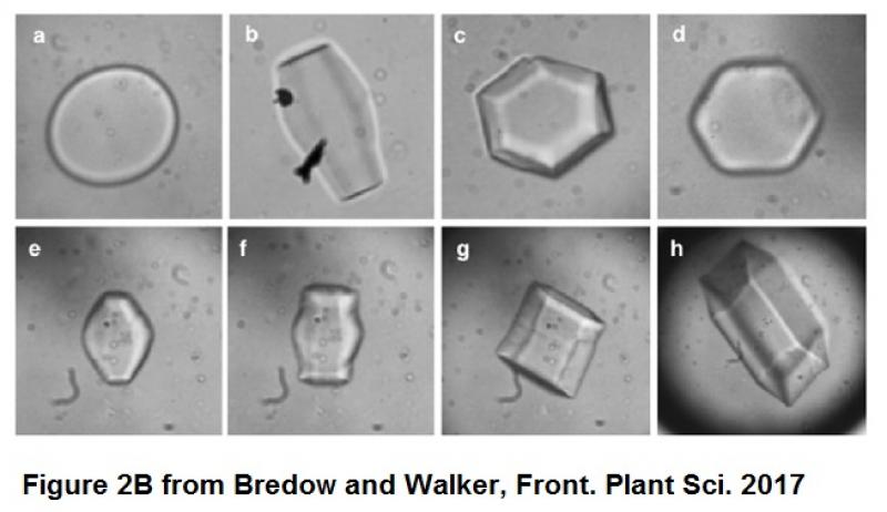 Image of ice crystals from a publication by Bredow & Walker, 2017