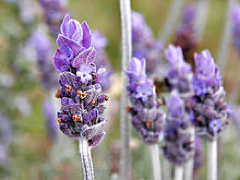 Purple flowers of a lavender plant