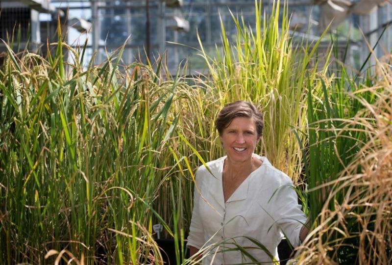 Dr. Pamela Ronald standing among plants in her greenhouse in Davis, California