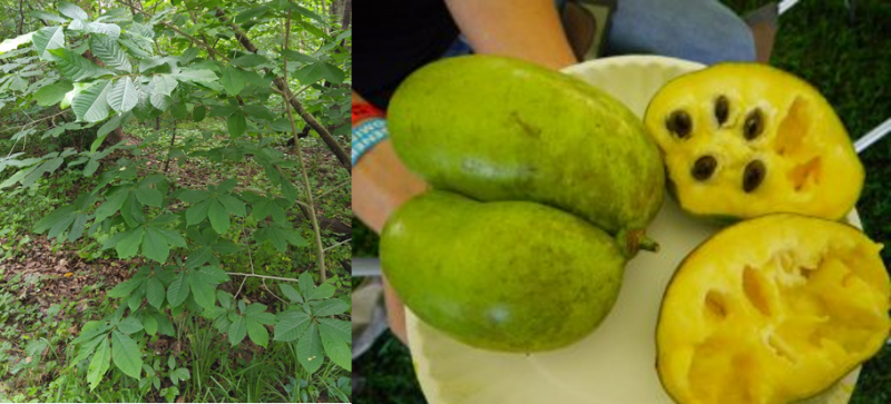 Pawpaw tree growing in forest and pawpaw fruit