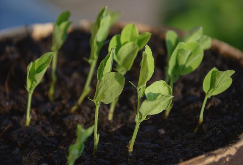 Seedlings emerging from the soil (image from LibreShot, Martin Vorel © 2017)