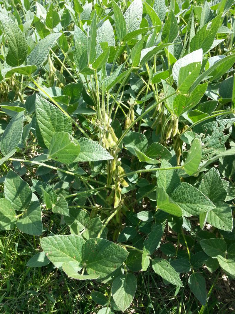 Soybean plant