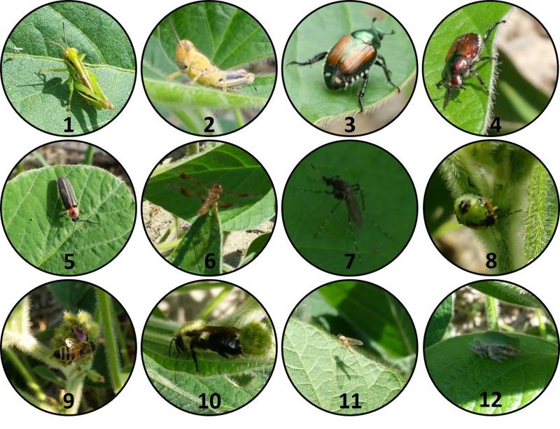 An array of photos showing various insect and other animal visitors to soybean fields
