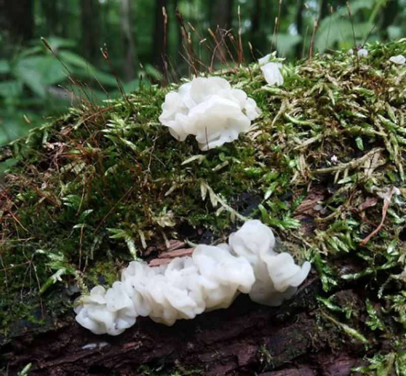 Tremella fuciformis fungus on a log