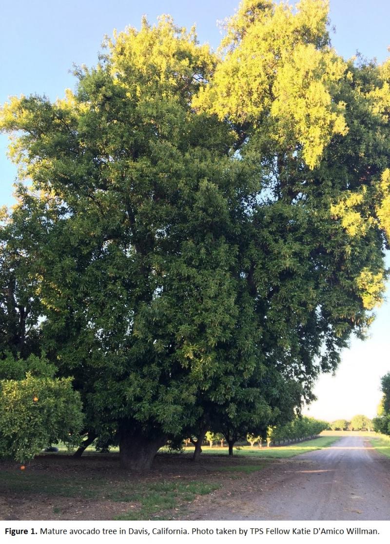 Mature avocado tree in Davis, California 