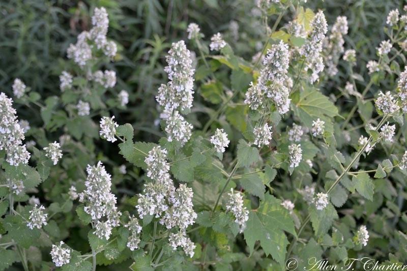 Catnip plant