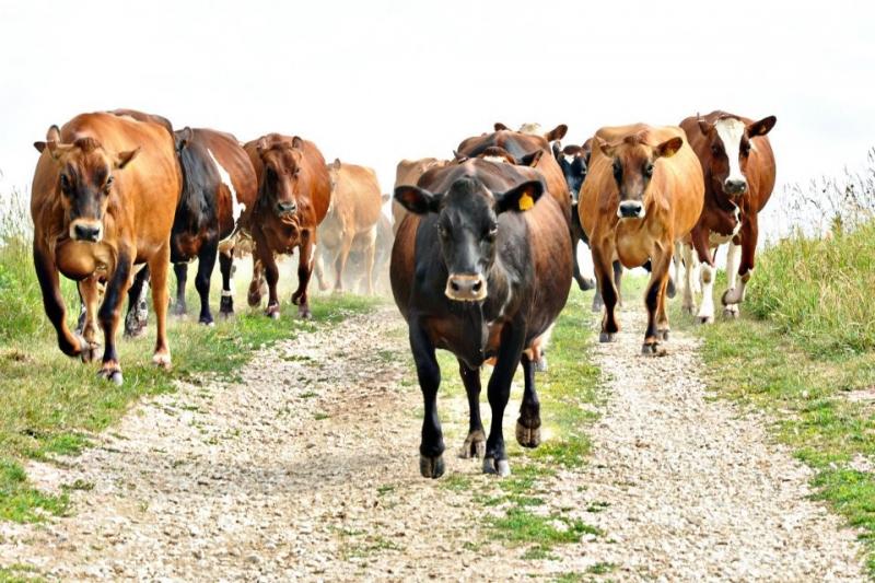 Dairy cows on a farm