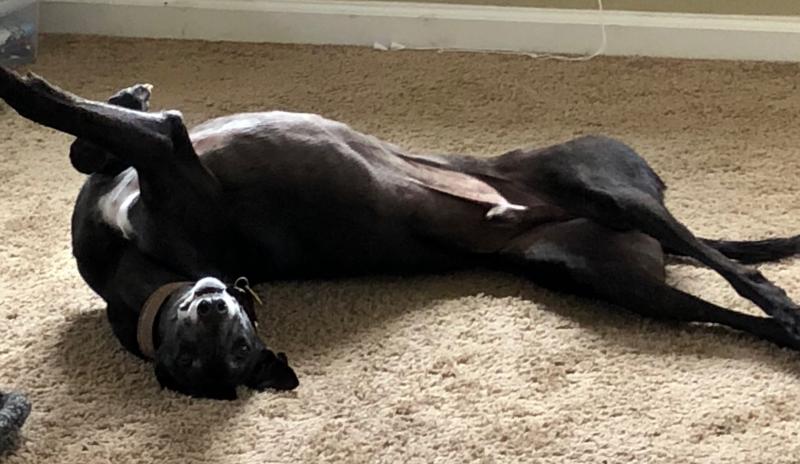 Dogtor in his favorite room