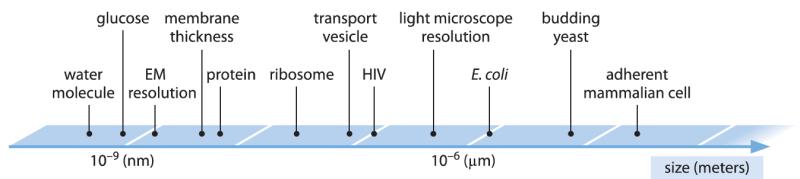 Biomolecule Sizes Biomolecule Sizes