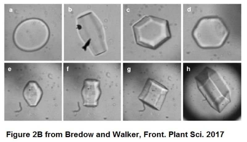 Image of ice crystals from Bredow & Walker, 2017 Image of ice crystals from a publication by Bredow & Walker, 2017