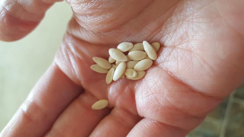 Seeds from my garden Seeds from my garden