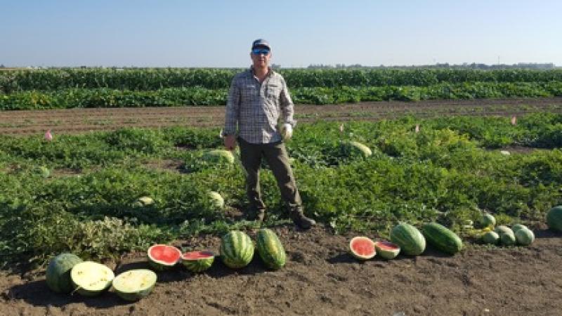 Syngeta's Watermelon Breeder Syngenta's Watermelon Breeder
