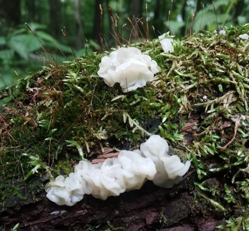 Tremella fuciformis Tremella fuciformis fungus on a log