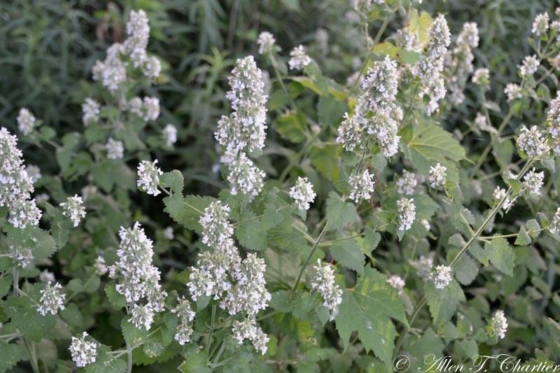 Catnip Catnip plant