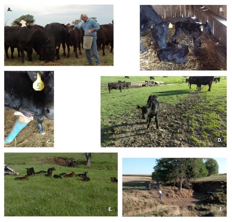 Mosiac of photos from a cattle farm Mosiac of photos from a cattle farm