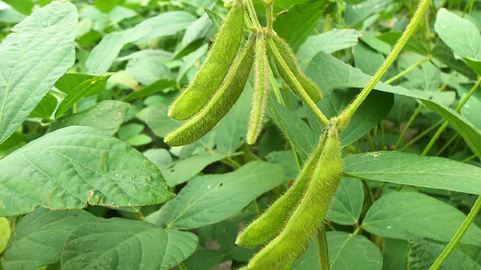Soybean pods growing on a soybean plant