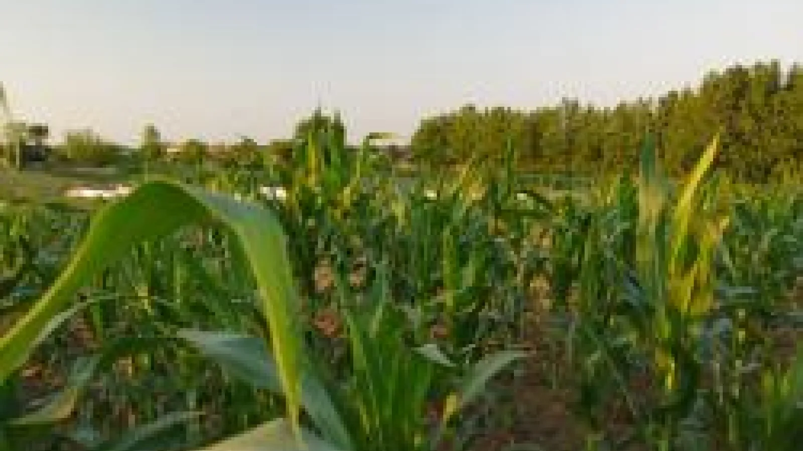 Field of Corn