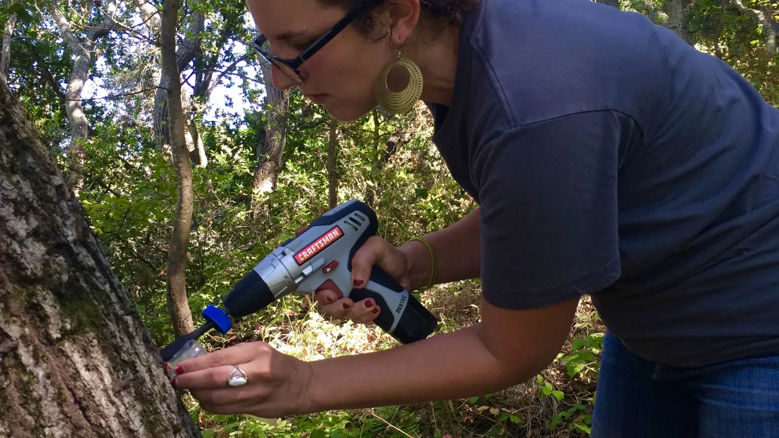 Katie working with coastal live oak