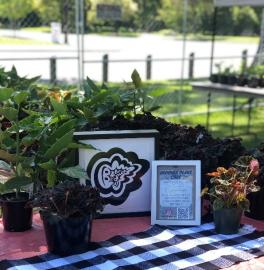 BLMbegonias plant sale