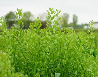 Pennycress plants growing in the field