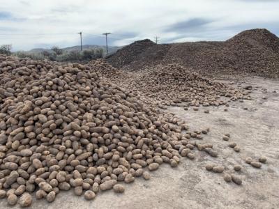 Large mounds of whole potatoes that are going unsold and uneaten due to decreased demand from industry resulting from closures during the COVID19 pandemic
