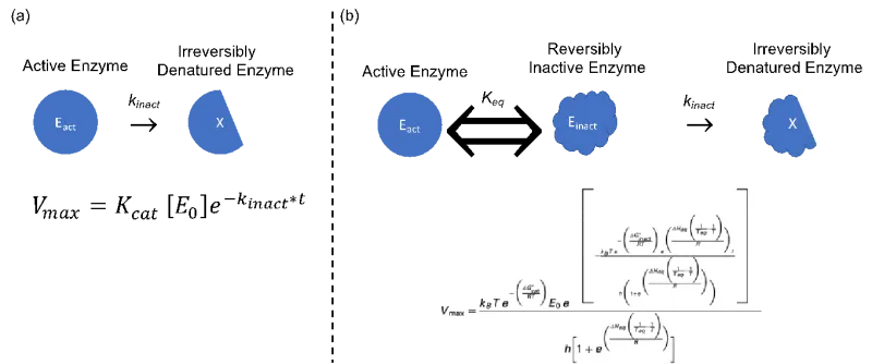 Comparison between the Classical Model and the Equilibrium Model