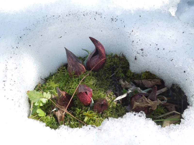 Skunk cabbage emerging through snow