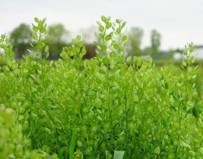 Pennycress plants growing in the field