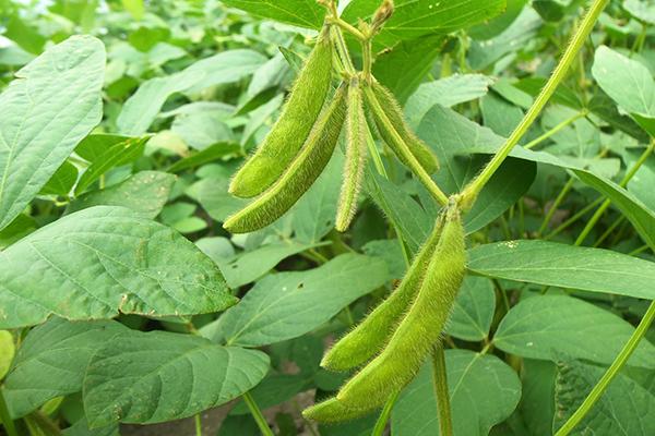 Soybean pods growing on a soybean plant