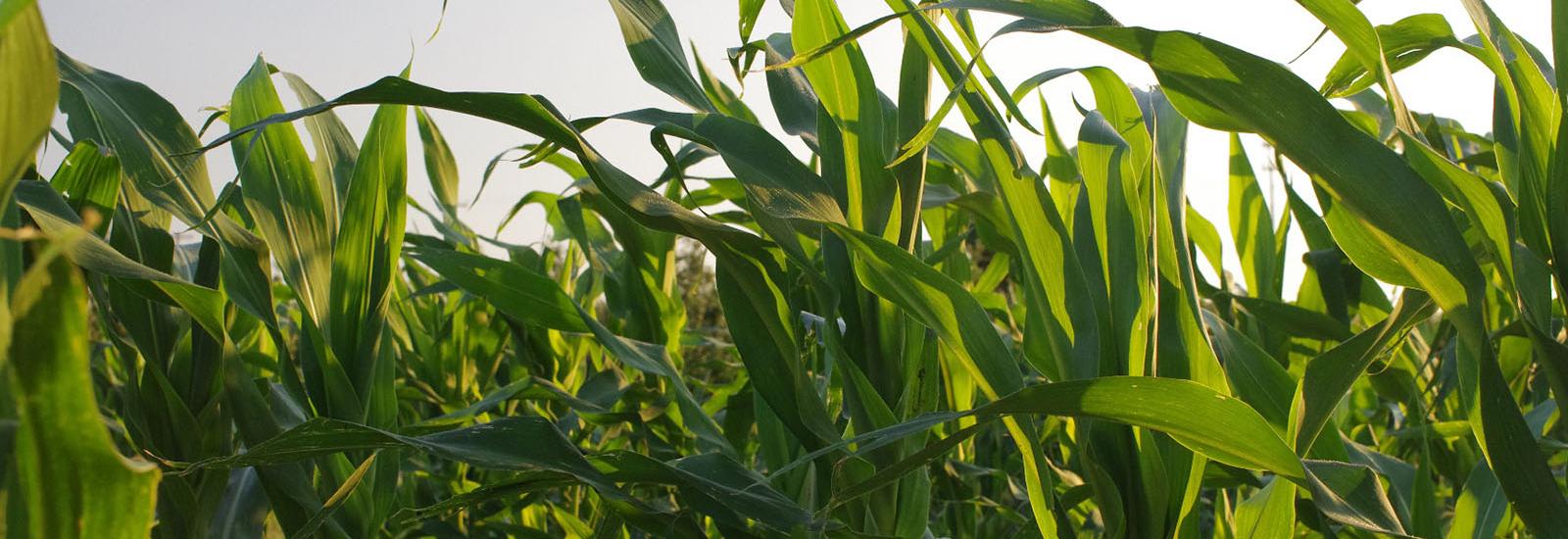 Corn field up close
