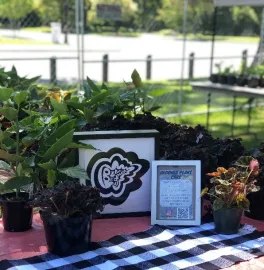 BLMbegonias plant sale