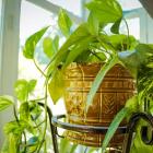 House plant in windowsill